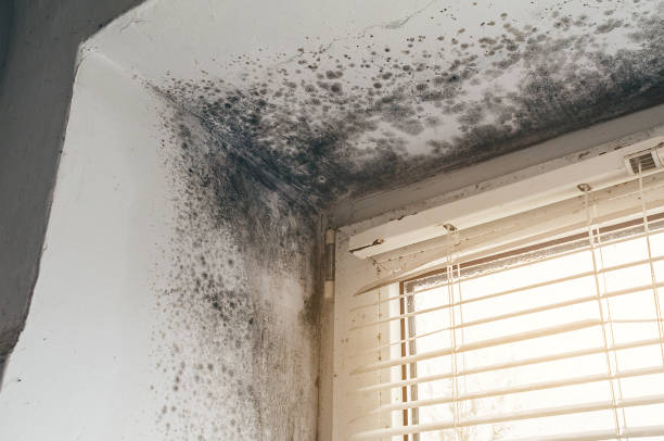 Affordable Mold Cleanup solutions in Bellwood, VA